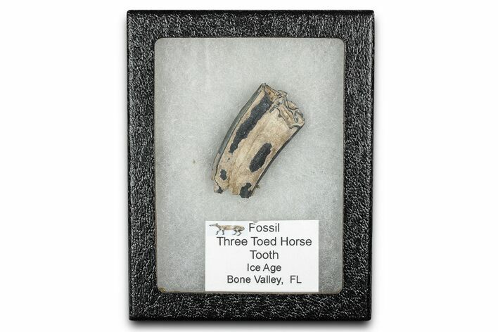 Fossil Three-Toed Horse Tooth - Bone Valley, Florida #336404